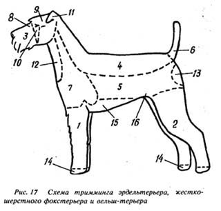 Airedale terrier - pagina 2 - terieri mari și medii - forum de rase de câini de câini