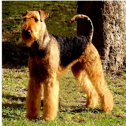 Ердельтер'єр (airedale terrier) - сторінка 2 - великі і середні тер'єри - форум хортів порід собак