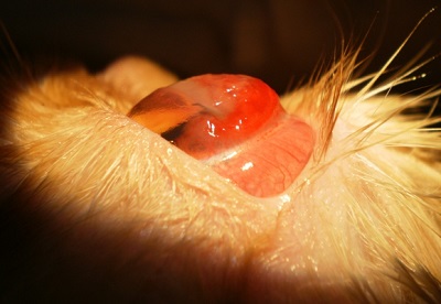 Eroziune și ulcer cornean la animale - descriere, tratament, clinică veterinară Best in