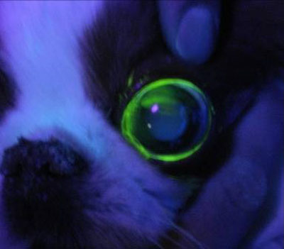 Ерозія і виразка рогівки ока у тварин - опис, лікування, ветеринарна клініка бест в