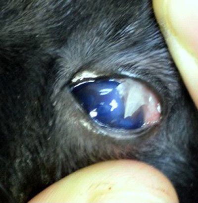 Az erózió és a szaruhártya fekély állat szeme - a leírás a kezelés, állatorvosi klinikán a BEST