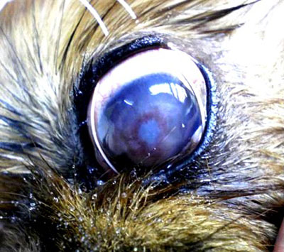 Az erózió és a szaruhártya fekély állat szeme - a leírás a kezelés, állatorvosi klinikán a BEST