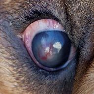 Eroziune și ulcer cornean la animale - descriere, tratament, clinică veterinară Best in