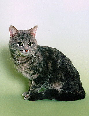 European Shorthair pisică