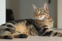 European Shorthair - descriere rasa, pret, fotografie