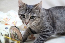 European Shorthair - descriere rasa, pret, fotografie