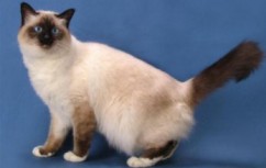 Європейська короткошерста кішка - опис породи, ціна, фото