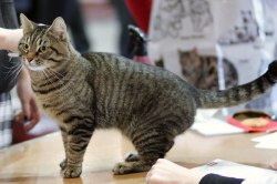 European Shorthair - descriere rasa, pret, fotografie