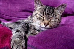 Європейська короткошерста кішка - опис породи, ціна, фото