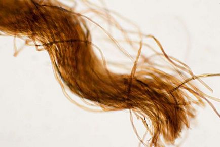 Факти про волосся