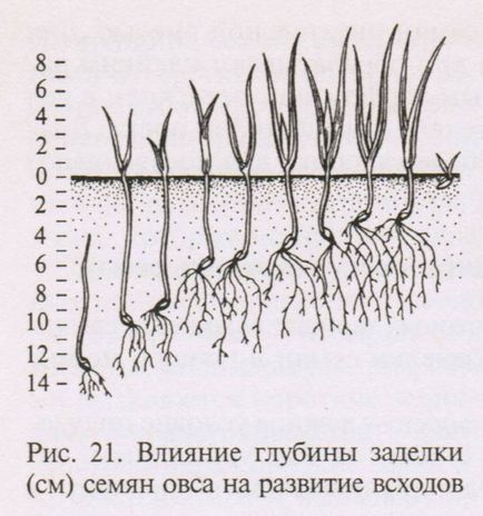 Фактори що впливають на схожість насіння