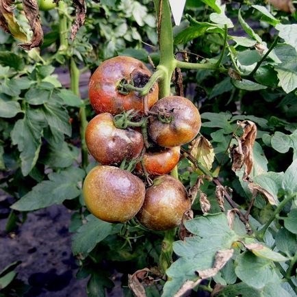 Phytophthora într-o seră de policarbonat tratată în toamnă cu iod, scapă de, întreținerea preventivă în