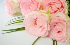 Freesia - poveste frumoasă despre poezie despre salvarea primăverii, totul despre flori