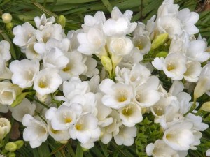 Фрезія - красива поезія казка про порятунок весни, все про квіти