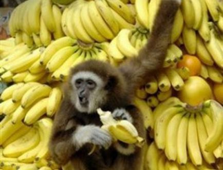 Fructul fericirii este o banană și veți avea fericire și sănătate!