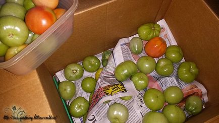 Gardening, як зберегти зелені помідори свіжими і захистити від фітофтори