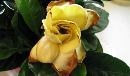 Gardenia ellátás az otthoni, termesztés, betegség gardénia