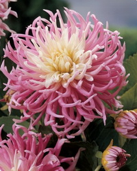 Dahlias, plantarea și îngrijirea pe teren deschis, în Siberia