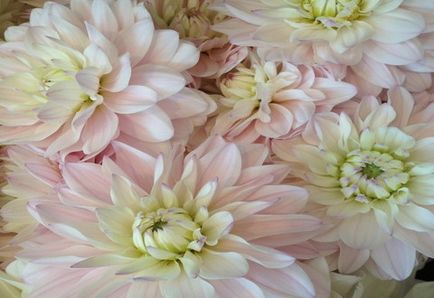 Dahlias, plantarea și îngrijirea pe teren deschis, în Siberia