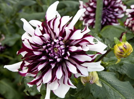 Dahlias, plantarea și îngrijirea pe teren deschis, în Siberia