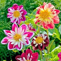 Dahlias, plantarea și îngrijirea pe teren deschis, în Siberia