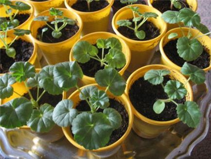 Geranium - îngrijire la domiciliu, reproducere, înflorire și transplant, video