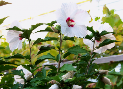 Hibiscus Garden - a menedéket a téli