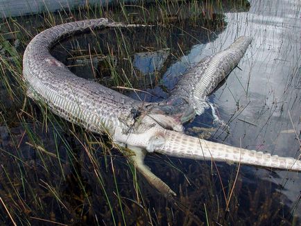 Giant crocodil mic dejun python
