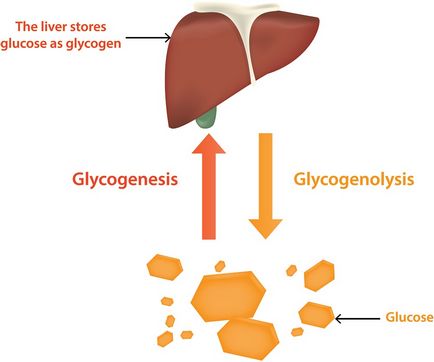 Tipurile de glicogenă, simptomele, tratamentul