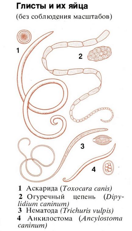 Глисти у собаки фото і опис з назвами, види як виглядають