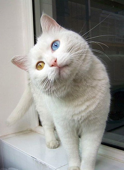 блакитноокий кіт