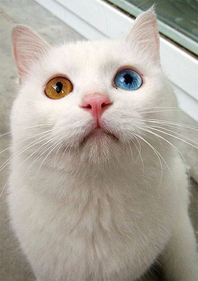 Pisica cu ochi albaștri