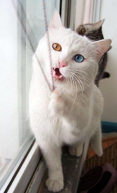 блакитноокий кіт