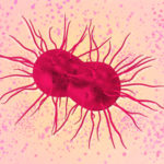 Gonorrhea nőknél a tünetek, szigetelés, kezelés (fotó)