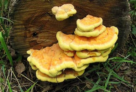 Ciuperci de pui (laetiporus sulphureus)