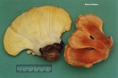 Ciuperci de pui (laetiporus sulphureus)