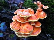 Ciuperci de pui (laetiporus sulphureus)