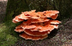 Ciuperci de pui (laetiporus sulphureus)