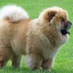 Грифон собака фото гладкошерсті, бельгійський, чорний, цуценята скільки коштують, де купити, опис