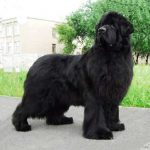 Griffin foto câine netedă, belgiană, negru, pui cât sunt, unde să cumpere, descriere