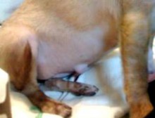 Hernia la câine - servicii veterinare