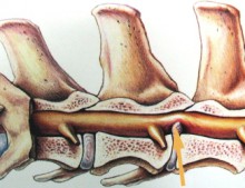 Hernia la câine - servicii veterinare