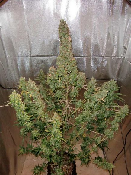 Grow weed easily indoors, dutch passion