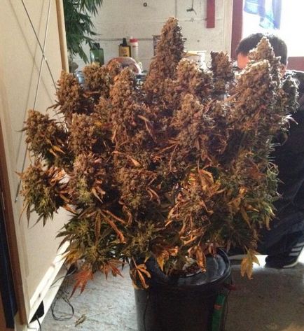 Grow weed easily indoors, dutch passion