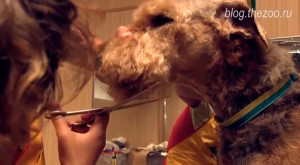 Airedale Terrier szőrtelenítés - Szépségápolási és vágás