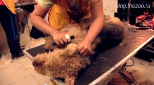 Grooming airedale terrier - tuns și tuns