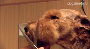 Grooming airedale terrier - tuns și tuns