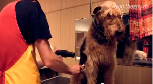 Airedale Terrier szőrtelenítés - Szépségápolási és vágás