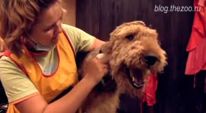 Grooming airedale terrier - tuns și tuns