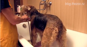 Grooming airedale terrier - tuns și tuns